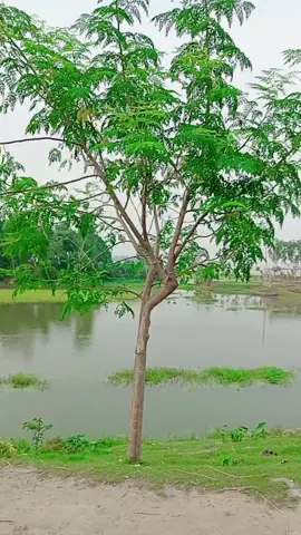 #প্রিয়া_প্রিয়া_বলে_ডাকি_যতবার#foryoupage #type #viraltiktok 