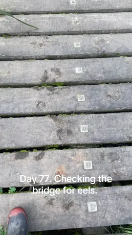 13th of September. #eeltok #eelcheck #eel #eelfeels #bridgecheck 