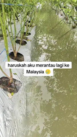 #petaniindonesia🇮🇩🇮🇩🇮🇩🌿🌿 #kalimantanbarat #sambaskalimantanbarat #petanimelon #petanicabai 