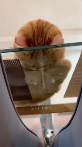 Cats strange sleeping positions #cat #funnycat #pet #foryou #animals 