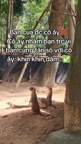 #VinWonders #GreenCreator #dulich 