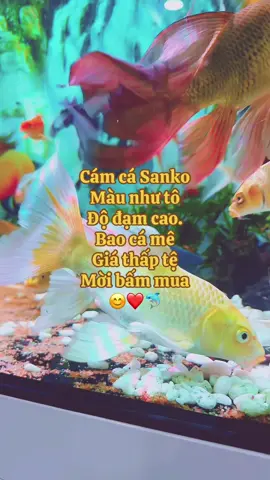 Bán cám bán luôn cả cá #xuhuong #cám @PomBe 
