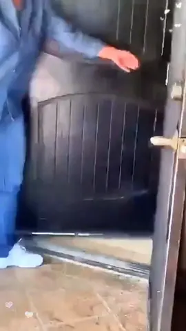 Animals are human's friend ❤️ #pet #cat #dog #cute #animals #foryou #typ