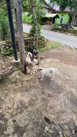 🔥🔥#fyp #porbi #porbimarenten #foryou