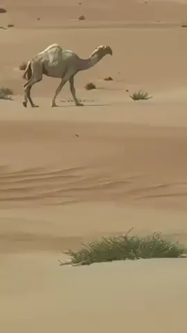 النايله_ل_محمد سعيد بن رابعه الراشدي
