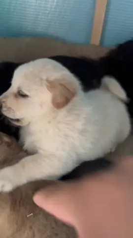#cutedogvideo #foryoupage❤️❤️ #viralvideos