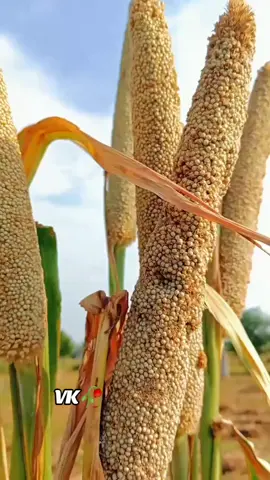 fozia soomro  #sindhi_72je #vashukumar607 #foryoupage #foziasoomro #fozia_soomro_songs 