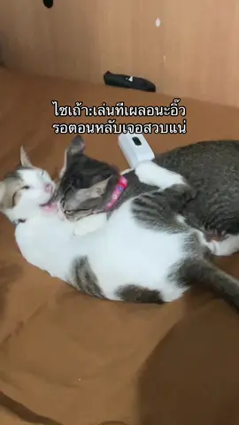 #แมว #เฮงเฮงแมวรสจนา #แมวน่ารัก #ลูกเฮงเฮง 