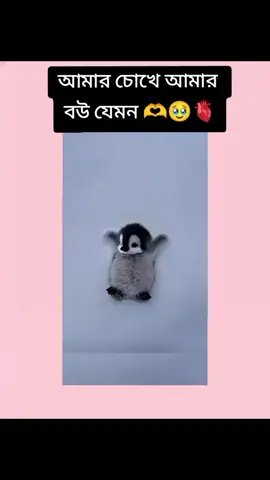 আমার কাছে আমার বউ যেমন 🫶🥹🫀@RIFAT'S-𝕎𝕚𝕗𝕖🎀 #fyp #foryou #newaccountplzsupport 