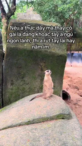 #GreenCreator #VinWonders #dulich #vinpearlsafariphuquoc 