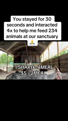 Every kind comment would mean a world to me #donkey #donkeysoftiktok #donkeytok #donkeylove #donkeyrescue 