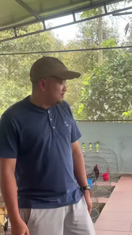 Ido phụng hoàng kê .. về nước kinh doanh gà 