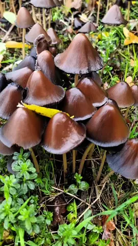One reel, all the autumn feels 🇬🇧📸🍂 #nature #naturephotography #exploremore #tiktoknature #mushrooms 