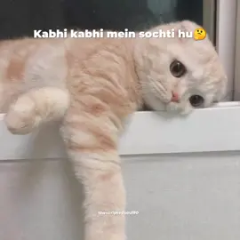 ha 