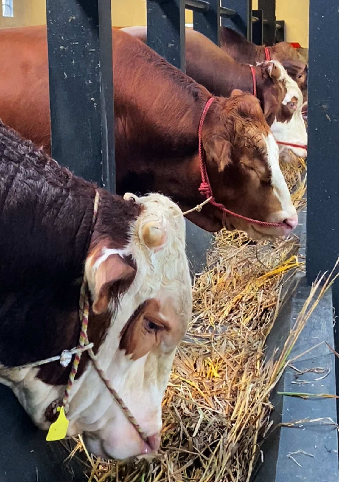 #peternaksapiindonesia #peternakmuda #fypシ゚ 