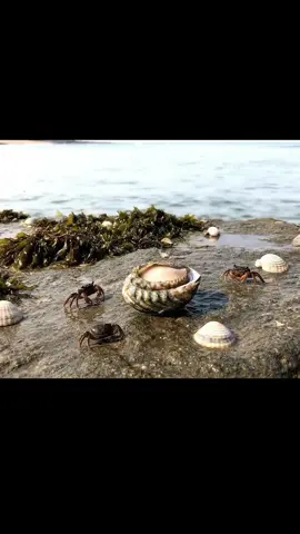 Do you like this kind of seafood? #fyp #trending #abalone #seafood