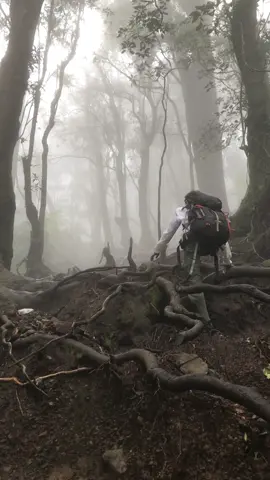 gede dengan kabut nya #gununggedepangrango #pendakigunung #mountain 