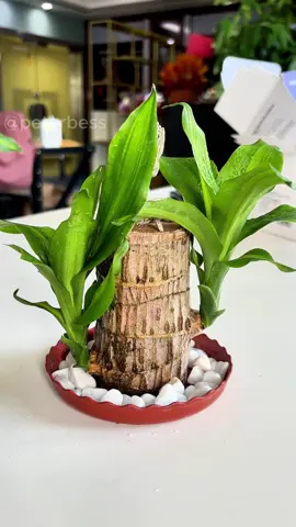 Grow luck with Brazil Wood—low-maintenance, thrives indoors. A little green for big vibes.​ #BrazilWood #IndoorPlants #PlantParentHacks #LuckyPlants #EasyCareGreenery​ #TikTokMadeMeBuyIt #PlantTok #HomeDecorVibes​ 
