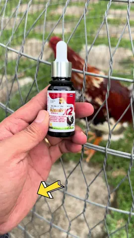 @QUÂN CẦN THƠ 1✅ @QUÂN CẦN THƠ 3✅ @QUÂN CẦN THƠ 5✅ @QUÂN CẦN THƠ 4✅ #traigaquancantho #thuocgadacantho #quancantho 