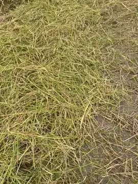 រត់មួយៗ🤫🌾#កូអ្នកបាត់ដំបង❤️ 