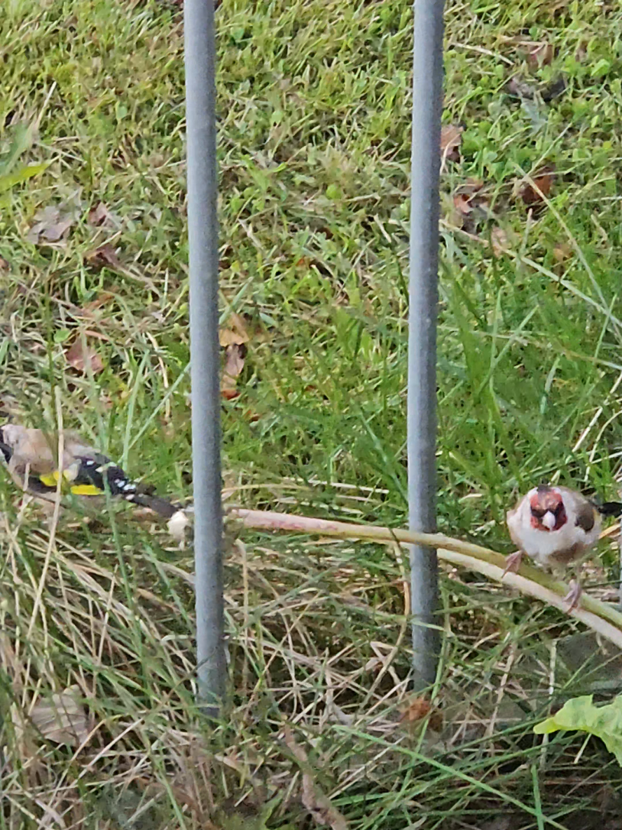 @Fares Bck @Fares Bck @Fares Bck #الحراش #الجزائر🇩🇿 #algeria #الشعب_الصيني_ماله_حل😂😂 #rifka 