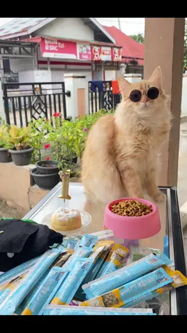 alasan nya semester akhir terus we😭#foryoupage #fypシ゚ #viralvideo #kucinggemoy #royals 