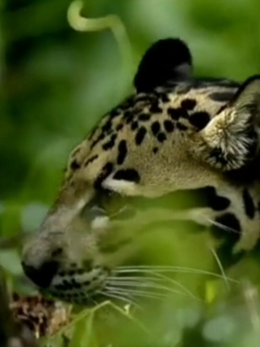 clouded leopards! they are neither big nor small cats, and at times i feel like that too. ‎ ‎ ‎ ‎ ‎ ‎ ‎ ‎ ‎ ‎ ‎ ‎ ‎ ‎ ‎ ‎ ‎ ‎ ‎ ‎ ‎ ‎ ‎ ‎ ‎ ‎ ‎ ‎ ‎ ‎ ‎ ‎ ‎ ‎ ‎ ‎ ‎ ‎ ‎ ‎ ‎ ‎ ‎ ‎ ‎ ‎ ‎ ‎ ‎ ‎ ‎ ‎ ‎ ‎ ‎ ‎ ‎ ‎ ‎ ‎ ‎ ‎ ‎ ‎ ‎ ‎ ‎ ‎ ‎ ‎ ‎ ‎ ‎ ‎ ‎ ‎ ‎ ‎ ‎ ‎ ‎ ‎ ‎ ‎ ‎ ‎ ‎ ‎ ‎ ‎ ‎ ‎ ‎ ‎ ‎ ‎ ‎ ‎ ‎ ‎ ‎ ‎ ‎ ‎ ‎ ‎ ‎ ‎ ‎ ‎ ‎ ‎ ‎ ‎ ‎ ‎ ‎ ‎ ‎ ‎ ‎ ‎ ‎ ‎ ‎ ‎ ‎ ‎ ‎ ‎ ‎ ‎ ‎ ‎ ‎@︎abs #cloudedleopard #cats #foryoupage #fyppp #animalappreciation 