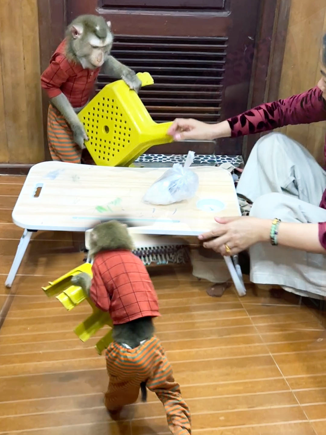 Curious Judy EFFORTLESSLY Runs Up & Down Just Preps Dining Table