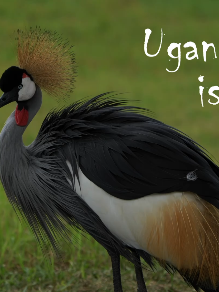 From the Pearl of Africa, a new way to see Uganda - through my edits. 🙌💯 Most clips got from Scenic Relaxation on YouTube  #fyppppppppppppppppppppppp  #city #ugandatiktok #travel  #eastafrica