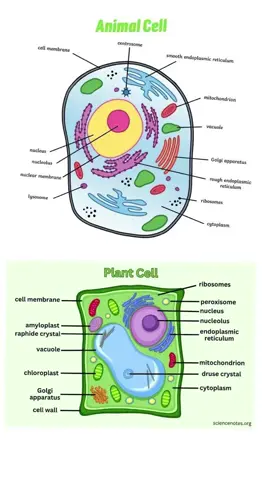 ANIMAL CELLS AND PLANT CELLS #fyp #viral #cells #makeitviral #grade7science 