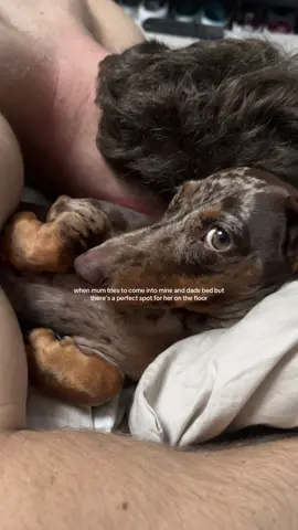 It’s great on the floor mum 👋  #dachshund #dogmum #dogsoftiktok #funnydog #puppylife 