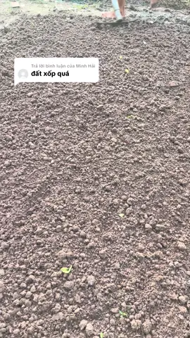 Trả lời @Minh Hải đất tơi xốp giúp cây rau phát triển#lamvuon#trongrau#nongnghiep#nongdan 