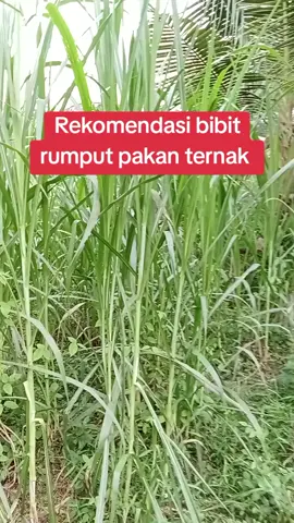 bibit pakan ternak sapi #rumputgajah #modalkontendoang #azollapakanternak #bibitrumputpakchong #rumputpachong 