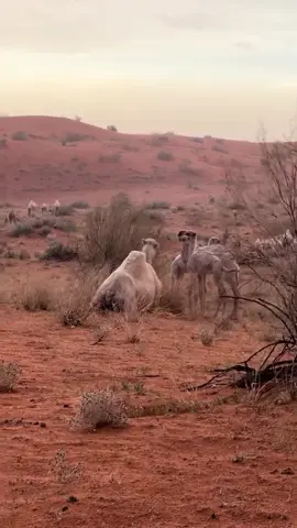 #fy #fyp #frypgシ #million #million 