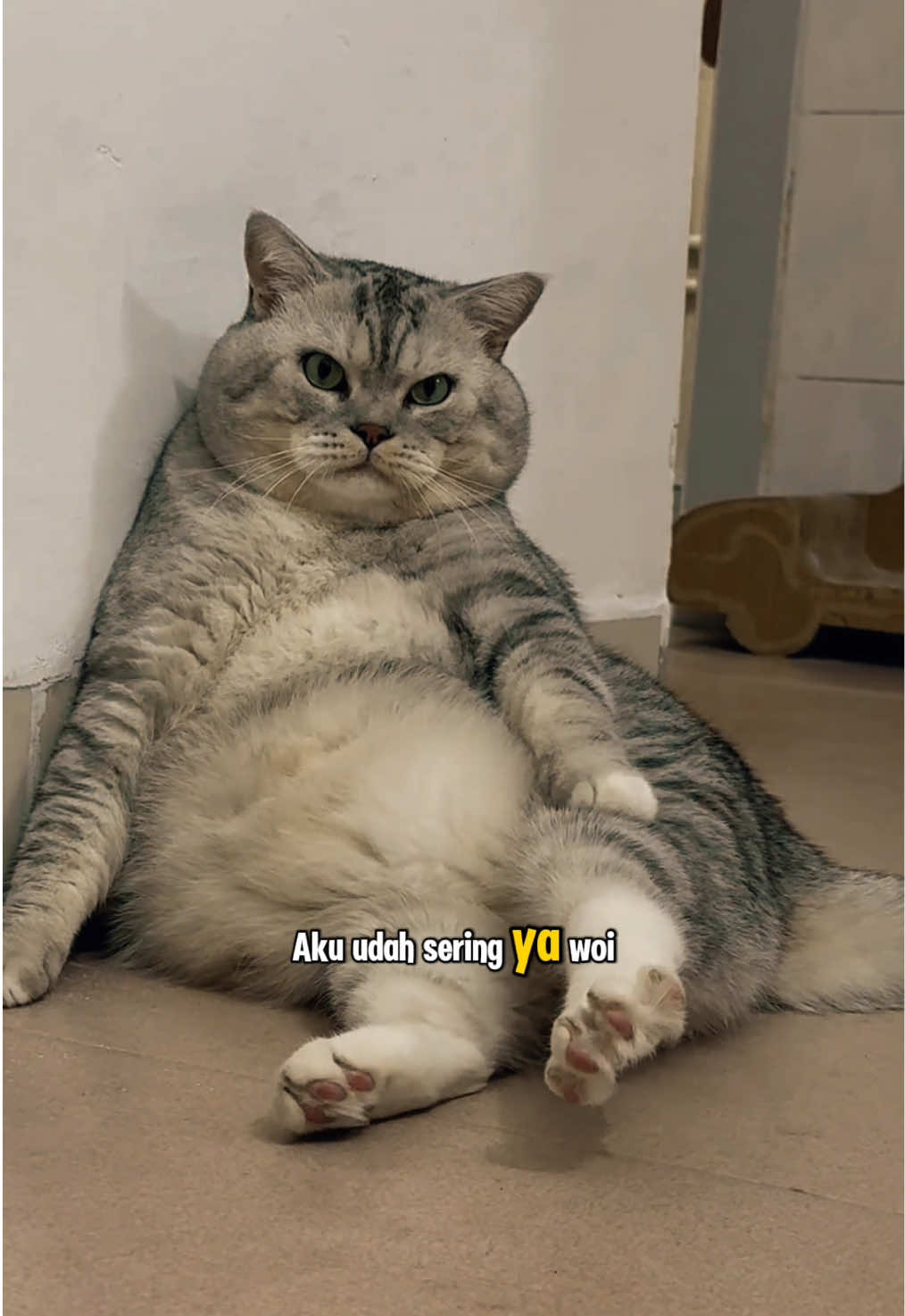 Awas kau ya #kucinglucu #kucingtiktok #kucing #kucingku #kucinggemoy 