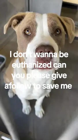 Can you foster? A foster offer may attract reputable rescue. Your foster offer may save this pups life. Please comment if you can help!  Update: Twix is still alive! She needs a plan to exit the shelter by 2pm 2/22/25 otherwise she will be euthanized. Please keep sharing her and her brother Rain!  Shelter sent URGENT LIST AT 2:06pm 2/21/25! They said euthanasia will start at 2:30. How is this acceptable? I emailed him at 8:30 this morning asking for the list! Scheduled for euthanasia  TODAY February 21 at 2 PM! If you can save Twix’s  life, contact the rescue coordinator immediately! Devore euthanized five dogs yesterday! Video taken today at 2 PM! Twix is not exhibiting any of the behavior staff mentioned - she is a calm, sweet girl!  Rescue only.  Twix #A815320 Entered 