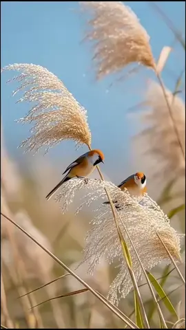 #islamic_video #growmyaccount #viral_video #foryoupage #unfreezemyaccount 