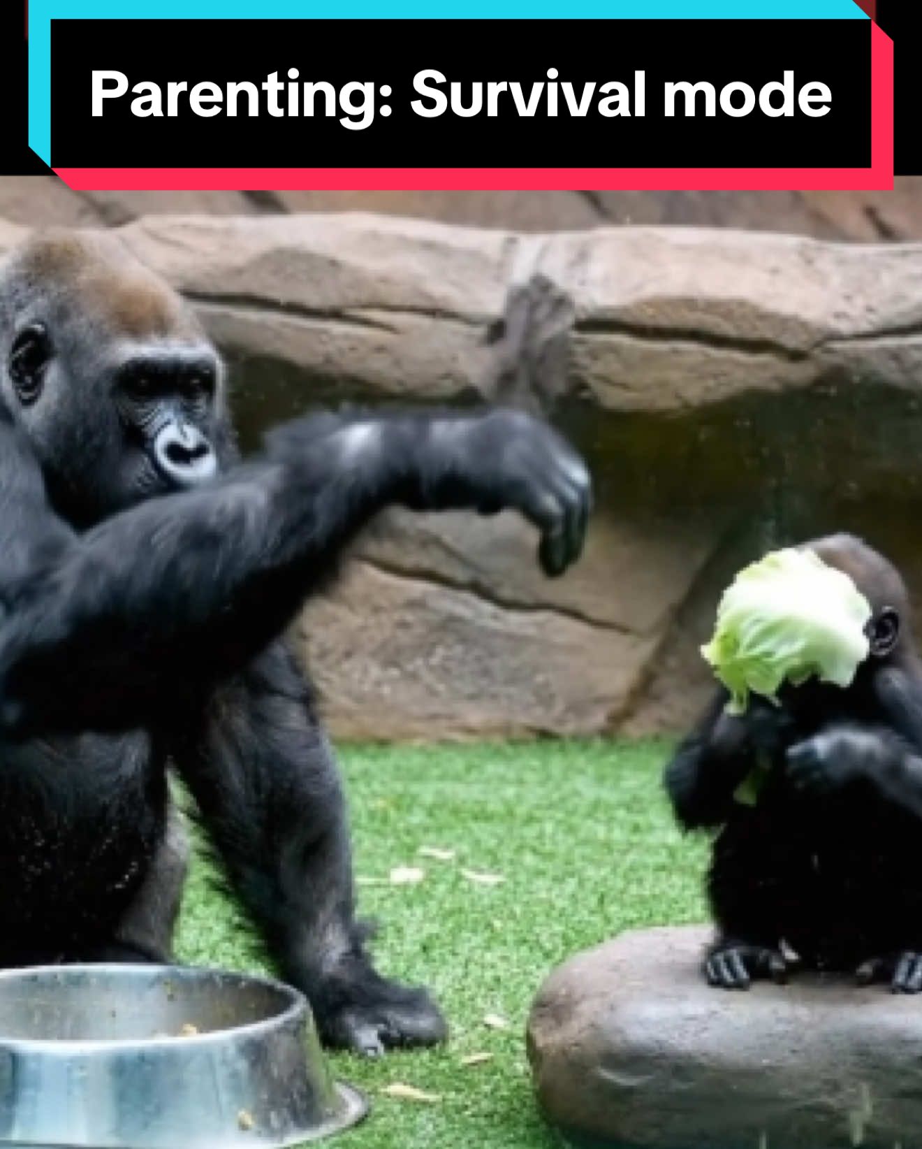 Parenting = survival mode 🦍😂 From salad silence to bucket lessons, late-night costume panics and even no privacy in the bathroom… this compilation has every parent’s chaos covered. (Video made with AI assistance) #Gorilla #ParentingHumor #ParentTok #MomTok #DadTok #ParentingFails #Zoo #RelatableAF #animalhumor 