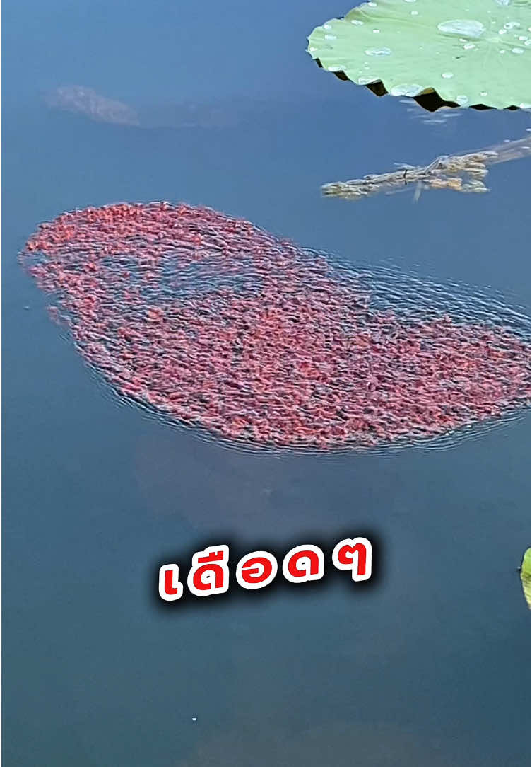 กลมๆ แม่อยู่ไม่ห่าง #ปลาชะโด #KMC #fishing  