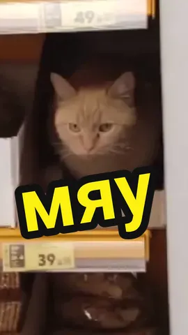 пятёрочка выручает👍 чья печенька? #кот #саратов #пятерочка 