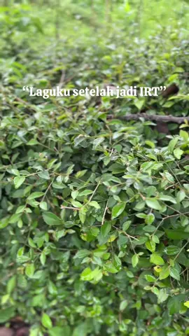#suasanapedesaan #suasanadikampung #berandatiktok #videoviralitiktok 