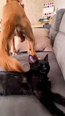 Having a cat and a dog at the same time can be a lot of fun #Cat#Cats#Kitten#Kittens#Meow