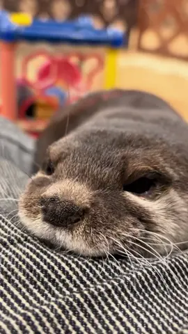 The most coquettish animal in the world#otter #otters #zookeeper #foryou #usa
