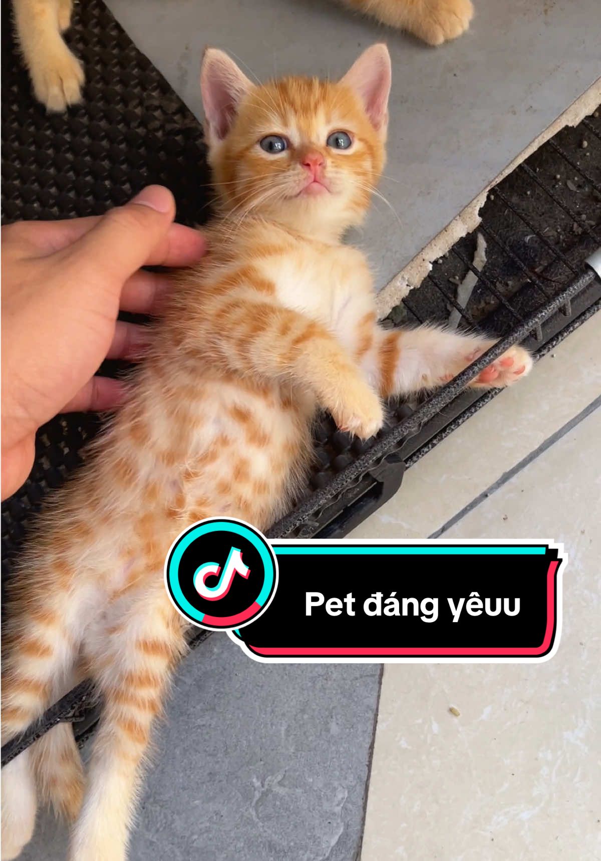 Khi bạn có con pet đáng yêu #meocambaodung #xuhuong #mèocam #viral #fyp 