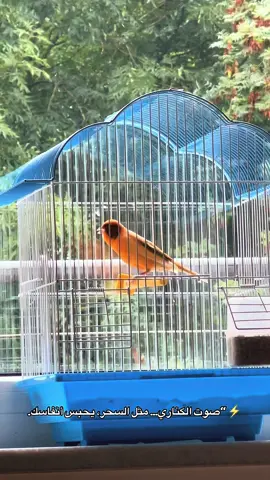 #canary #تغريد #كناري #canarias 		#تحفيز 