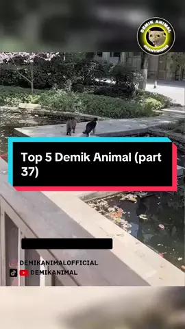 Top 5 Demik Animal (part 37) @Demik Animal Official  #hewanlucu  #dubbing  #ngakak  #fyp 