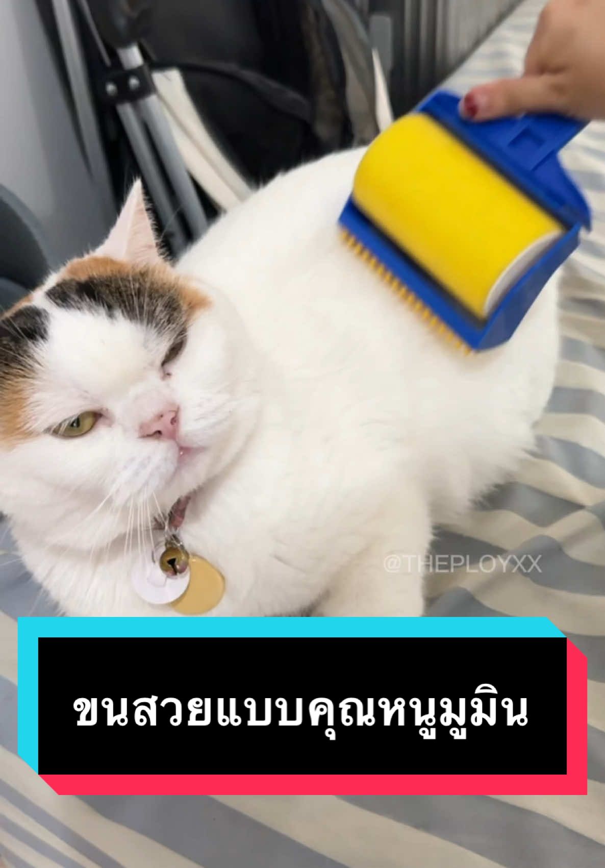 อยากเลี้ยงแมวให้แฮปปี้ อย่าลืมหวีขนให้น้อง 🥰 #มูมินแมวเหนียง #แปรงกำจัดขนสัตว์เลี้ยง#แปรงกําจัดขนสัตว์เลี้ยง