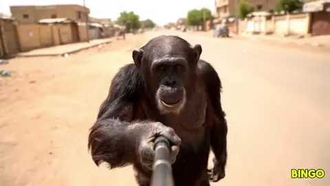 كلهم غناجين يقولون زول داير زول مافي 😂 لمن يجي اليل اي واحد تلقاهو ماسك تلفونو مع حبيبتو يا غناجين 😂😂😂 .  .  .  #زول #داير #زول #مافي #السودان 