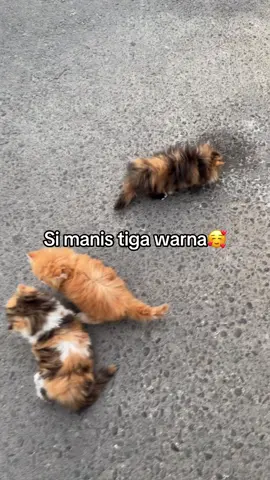 #kucingtiktok #cats #catsoftiktok #kucingjogja #jogjahouseofcats #kucingimut #kucingviral #kucinggemoy #kucingjogjakarta #cathousejogja #kucinglucu #fyp #kucing 