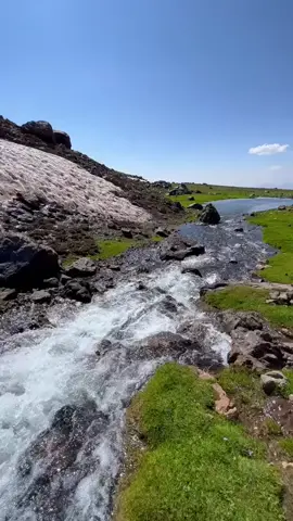 #colemerg  #🌼🌹 